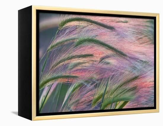 Foxtail Barley Backilt Near East Glacier, Montana, USA-Chuck Haney-Framed Premier Image Canvas