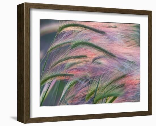 Foxtail Barley Backilt Near East Glacier, Montana, USA-Chuck Haney-Framed Photographic Print