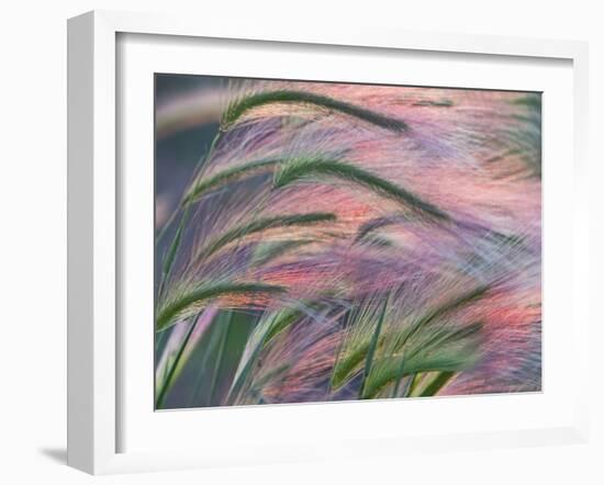 Foxtail Barley Backilt Near East Glacier, Montana, USA-Chuck Haney-Framed Photographic Print