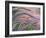 Foxtail Barley Backilt Near East Glacier, Montana, USA-Chuck Haney-Framed Photographic Print