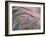 Foxtail Barley Backilt Near East Glacier, Montana, USA-Chuck Haney-Framed Photographic Print