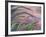 Foxtail Barley Backilt Near East Glacier, Montana, USA-Chuck Haney-Framed Photographic Print