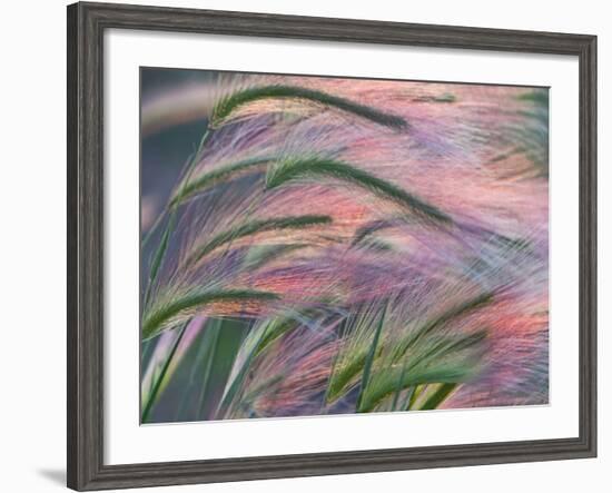 Foxtail Barley Backilt Near East Glacier, Montana, USA-Chuck Haney-Framed Photographic Print