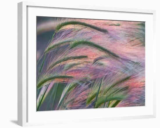 Foxtail Barley Backilt Near East Glacier, Montana, USA-Chuck Haney-Framed Photographic Print