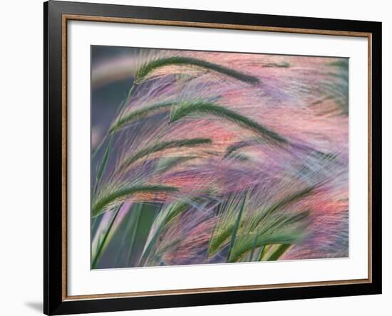 Foxtail Barley Backilt Near East Glacier, Montana, USA-Chuck Haney-Framed Photographic Print