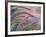 Foxtail Barley Backilt Near East Glacier, Montana, USA-Chuck Haney-Framed Photographic Print