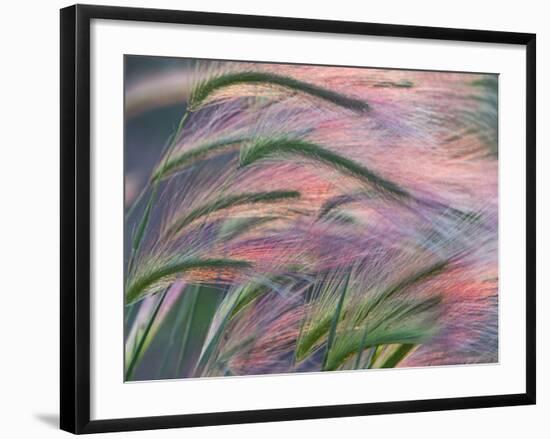 Foxtail Barley Backilt Near East Glacier, Montana, USA-Chuck Haney-Framed Photographic Print