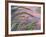 Foxtail Barley Backilt Near East Glacier, Montana, USA-Chuck Haney-Framed Photographic Print