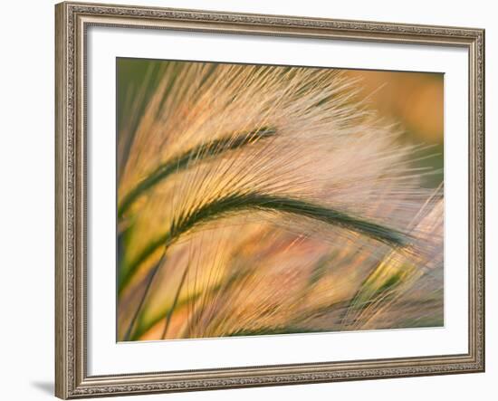 Foxtail Barley Backilt Near East Glacier, Montana, USA-Chuck Haney-Framed Photographic Print