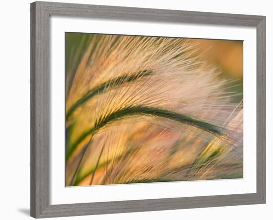 Foxtail Barley Backilt Near East Glacier, Montana, USA-Chuck Haney-Framed Photographic Print