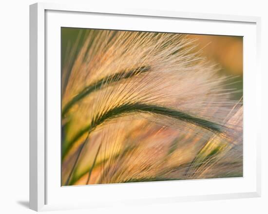 Foxtail Barley Backilt Near East Glacier, Montana, USA-Chuck Haney-Framed Photographic Print