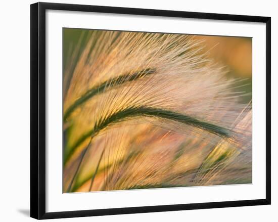 Foxtail Barley Backilt Near East Glacier, Montana, USA-Chuck Haney-Framed Photographic Print