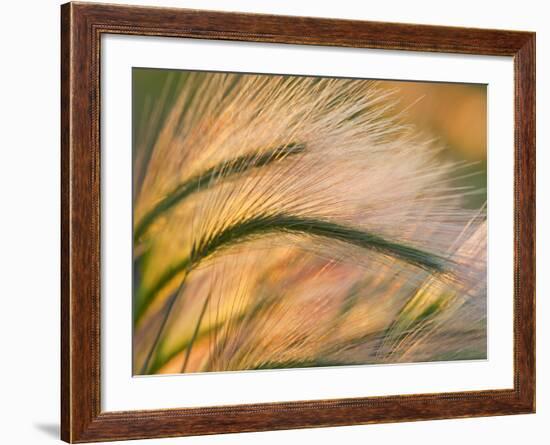 Foxtail Barley Backilt Near East Glacier, Montana, USA-Chuck Haney-Framed Photographic Print