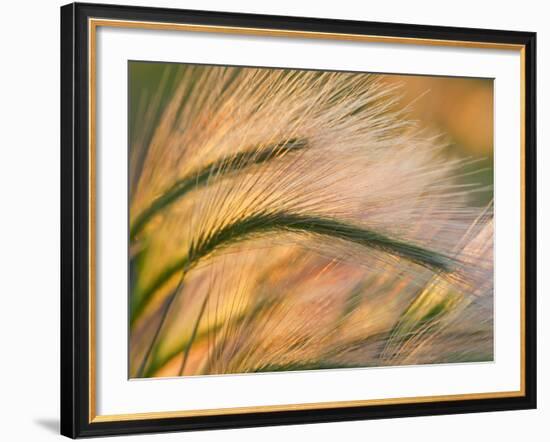 Foxtail Barley Backilt Near East Glacier, Montana, USA-Chuck Haney-Framed Photographic Print