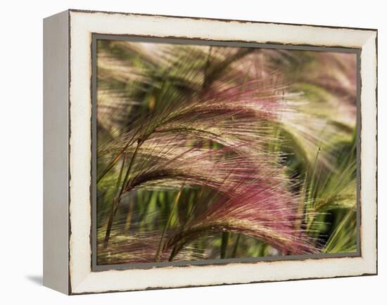 Foxtail Barley, Banff NP, Alberta, Canada-Stuart Westmorland-Framed Premier Image Canvas