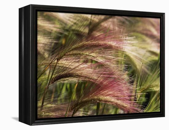 Foxtail Barley, Banff NP, Alberta, Canada-Stuart Westmorland-Framed Premier Image Canvas