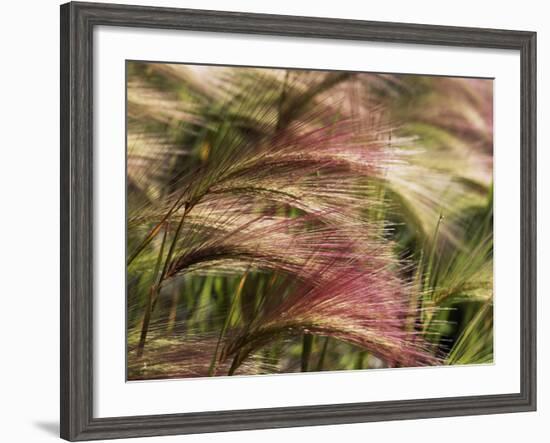 Foxtail Barley, Banff NP, Alberta, Canada-Stuart Westmorland-Framed Photographic Print
