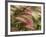 Foxtail Barley, Banff NP, Alberta, Canada-Stuart Westmorland-Framed Photographic Print