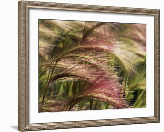 Foxtail Barley, Banff NP, Alberta, Canada-Stuart Westmorland-Framed Photographic Print