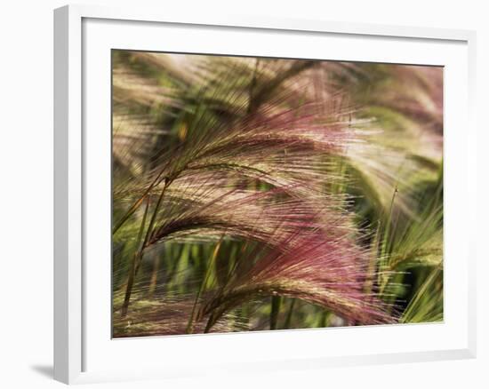 Foxtail Barley, Banff NP, Alberta, Canada-Stuart Westmorland-Framed Photographic Print