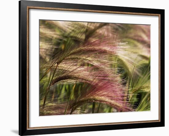 Foxtail Barley, Banff NP, Alberta, Canada-Stuart Westmorland-Framed Photographic Print