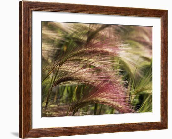 Foxtail Barley, Banff NP, Alberta, Canada-Stuart Westmorland-Framed Photographic Print