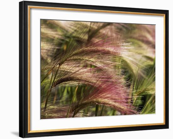 Foxtail Barley, Banff NP, Alberta, Canada-Stuart Westmorland-Framed Photographic Print