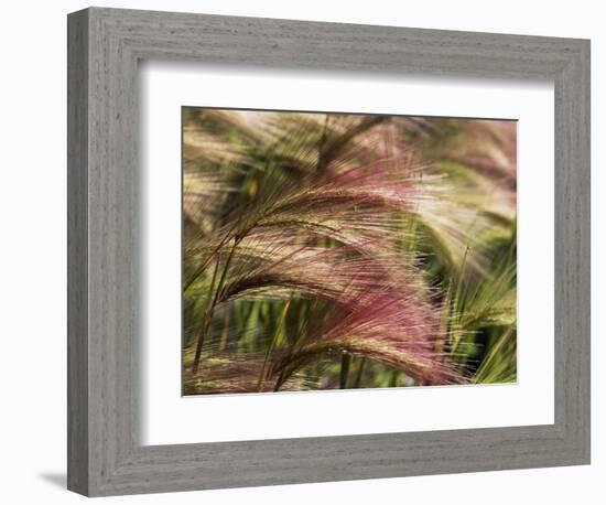 Foxtail Barley, Banff NP, Alberta, Canada-Stuart Westmorland-Framed Photographic Print