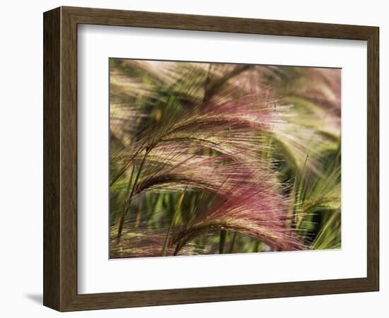 Foxtail Barley, Banff NP, Alberta, Canada-Stuart Westmorland-Framed Photographic Print