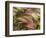 Foxtail Barley, Banff NP, Alberta, Canada-Stuart Westmorland-Framed Photographic Print