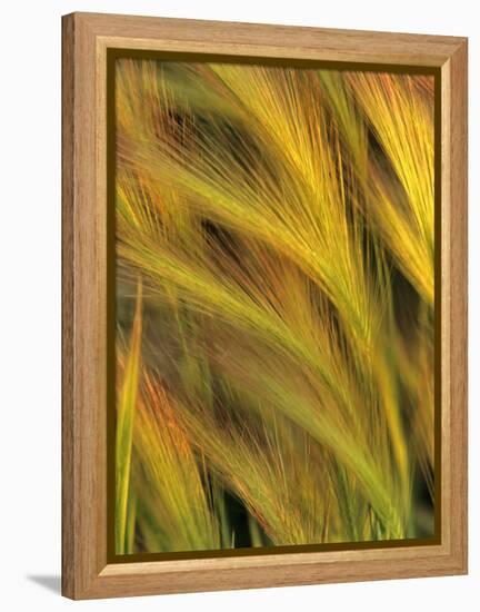 Foxtail Barley-Chuck Haney-Framed Premier Image Canvas