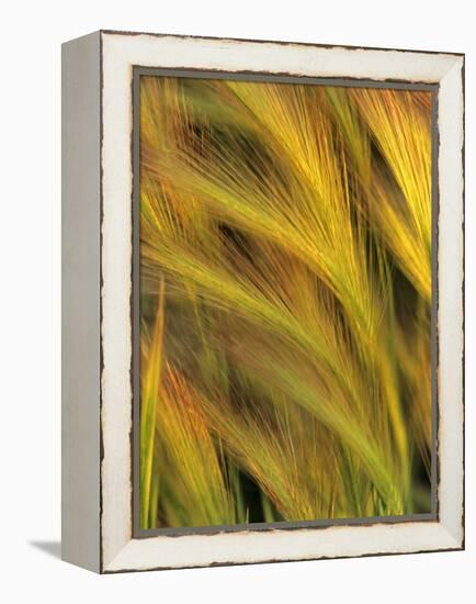 Foxtail Barley-Chuck Haney-Framed Premier Image Canvas