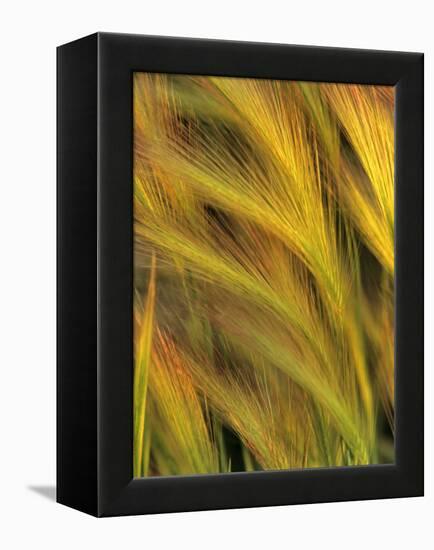 Foxtail Barley-Chuck Haney-Framed Premier Image Canvas