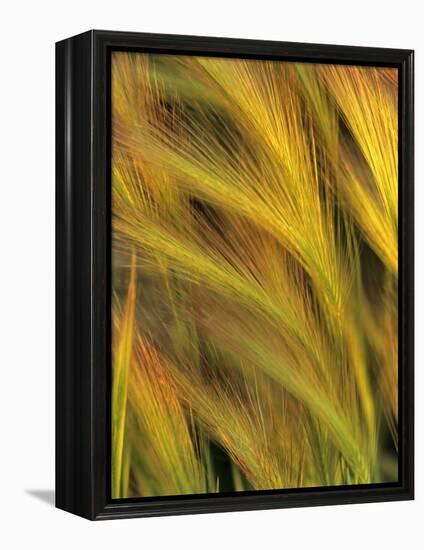 Foxtail Barley-Chuck Haney-Framed Premier Image Canvas