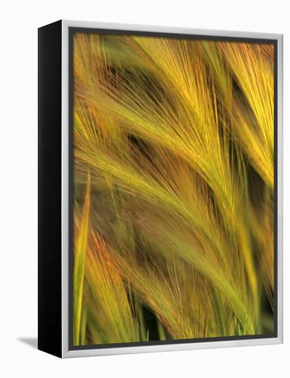 Foxtail Barley-Chuck Haney-Framed Premier Image Canvas