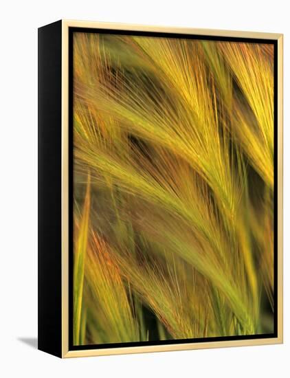 Foxtail Barley-Chuck Haney-Framed Premier Image Canvas