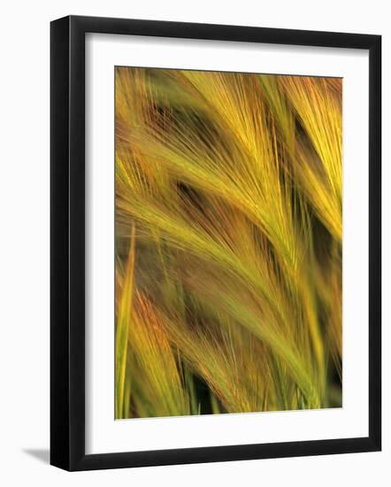 Foxtail Barley-Chuck Haney-Framed Photographic Print