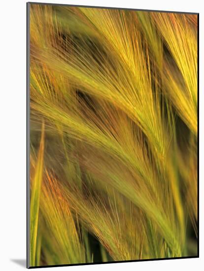 Foxtail Barley-Chuck Haney-Mounted Photographic Print