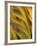 Foxtail Barley-Chuck Haney-Framed Photographic Print
