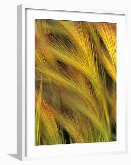 Foxtail Barley-Chuck Haney-Framed Photographic Print
