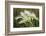 Foxtail grasses, Mono Lake, Tufa State Natural Reserve, California-Adam Jones-Framed Photographic Print