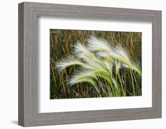 Foxtail grasses, Mono Lake, Tufa State Natural Reserve, California-Adam Jones-Framed Photographic Print