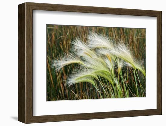 Foxtail grasses, Mono Lake, Tufa State Natural Reserve, California-Adam Jones-Framed Photographic Print