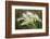 Foxtail grasses, Mono Lake, Tufa State Natural Reserve, California-Adam Jones-Framed Photographic Print