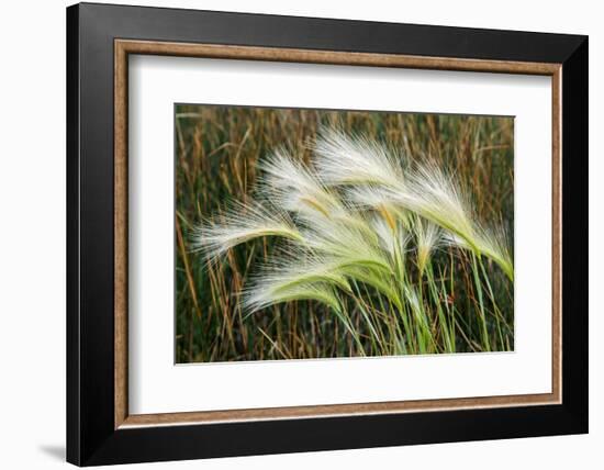 Foxtail grasses, Mono Lake, Tufa State Natural Reserve, California-Adam Jones-Framed Photographic Print