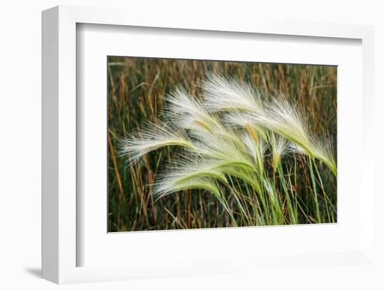 Foxtail grasses, Mono Lake, Tufa State Natural Reserve, California-Adam Jones-Framed Photographic Print