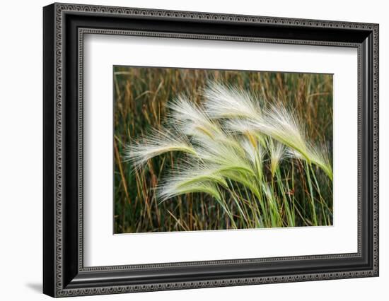 Foxtail grasses, Mono Lake, Tufa State Natural Reserve, California-Adam Jones-Framed Photographic Print