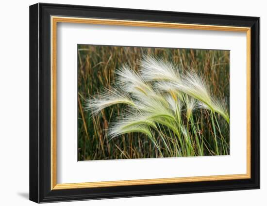 Foxtail grasses, Mono Lake, Tufa State Natural Reserve, California-Adam Jones-Framed Photographic Print