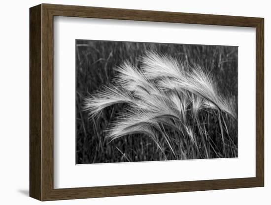 Foxtail grasses, Mono Lake, Tufa State Natural Reserve, California-Adam Jones-Framed Photographic Print