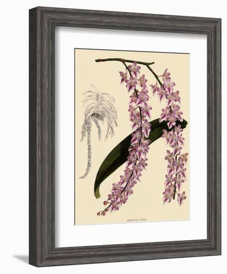 Foxtail Orchids, A?des Lobbii-John Nugent Fitch-Framed Premium Giclee Print